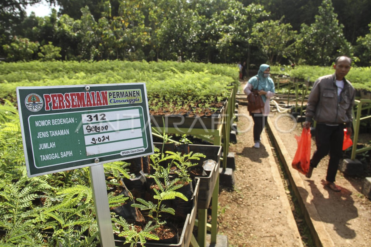 Pembagian Bibit Gratis